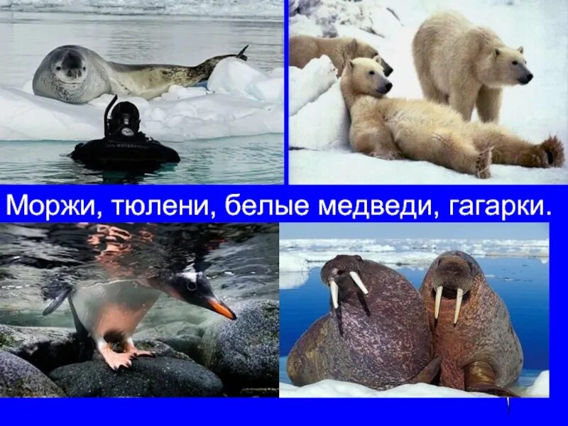 Белый медведь морж и тюлень природная зона. Моржи тюлени морские котики. Морж и тюлень. Белый медведь морж тюлень. Морж Нерпа тюлень белый медведь.