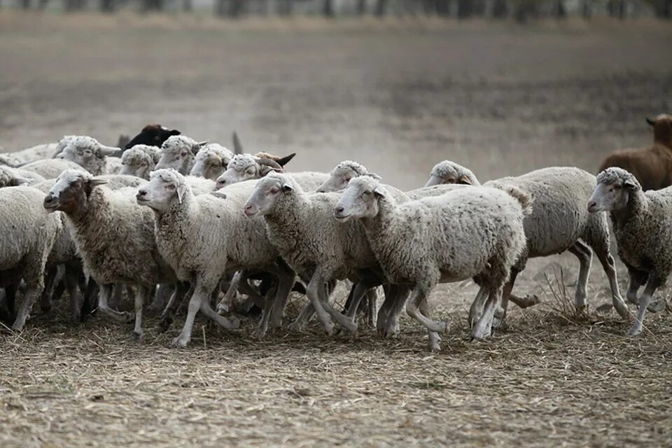 Общипанная овца. Огромное стадо овец. Падеж овец. Падеж овец. Кроссбредная порода овец.