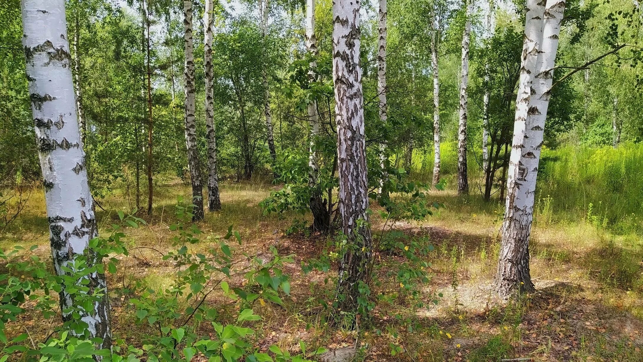 Томск березово. Березовая роща ходынка. Томск березово. Притомье березово. Томск березово.