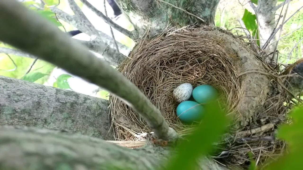 Яйца кукушки фото. Гнездо кукушки. Яйца кукушки. Гнездо с яйцом кукушки. Цвет яйца кукушки.