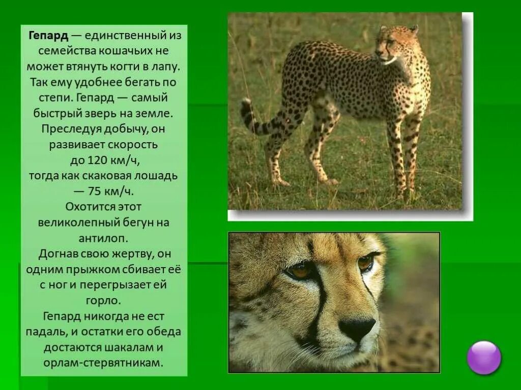 Звери описание кратко. Доклад о гепарде. Гепард описание для детей. Гепард рассказ для 1 класса. Гепард описание животного.