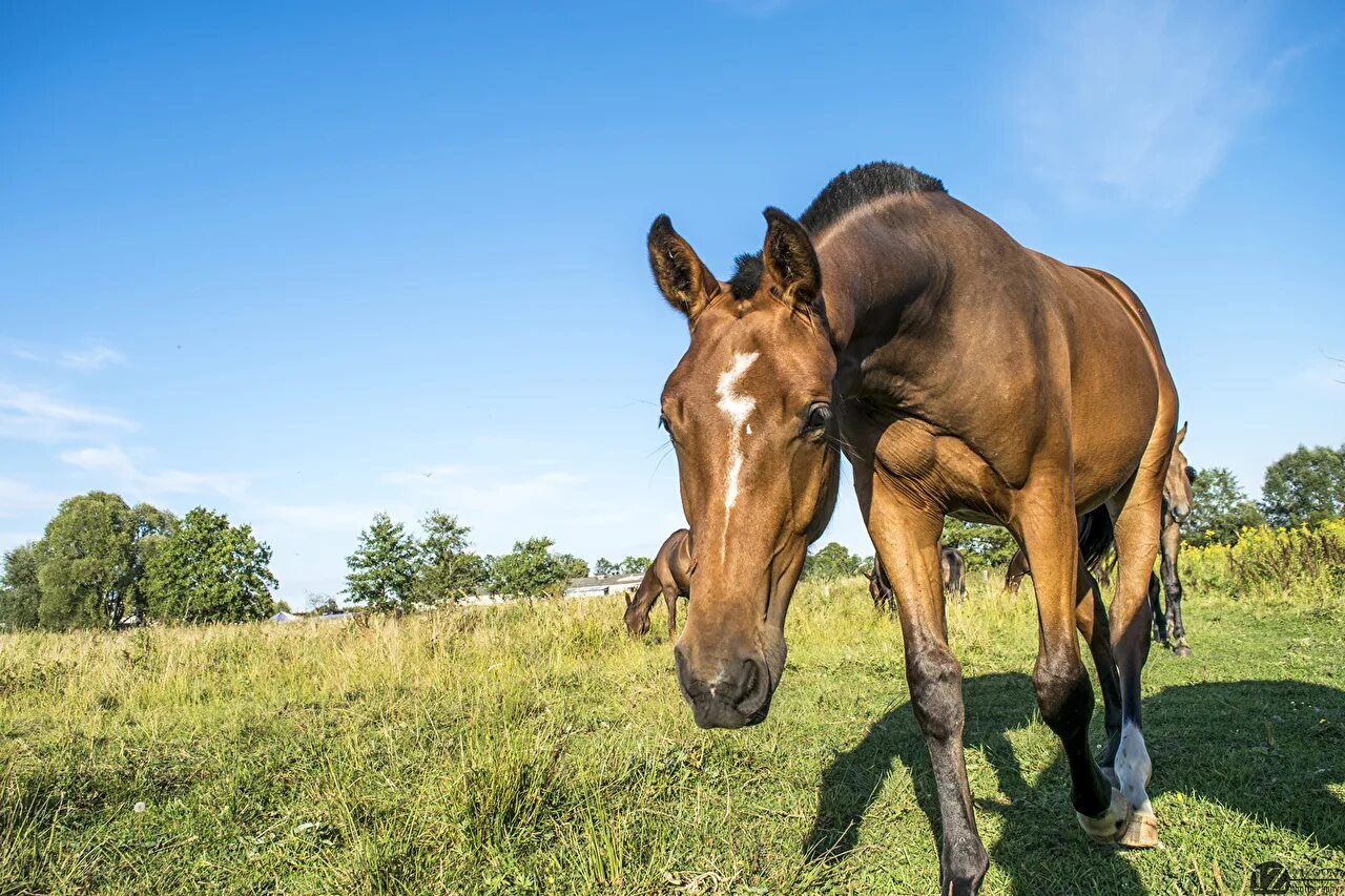 Лошадь породы гипси ваннер. «лошади»1. Лошади на лугу. Жеребцы производители. 1 лошадь.