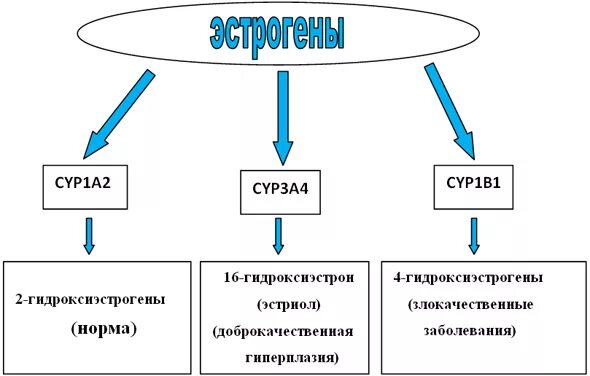 фазы детоксикации эстрогенов в печени. метаболиты эстрогенов. метаболизм эстрогенов. эстрогены физиологический эффект. эстрогены в моче.