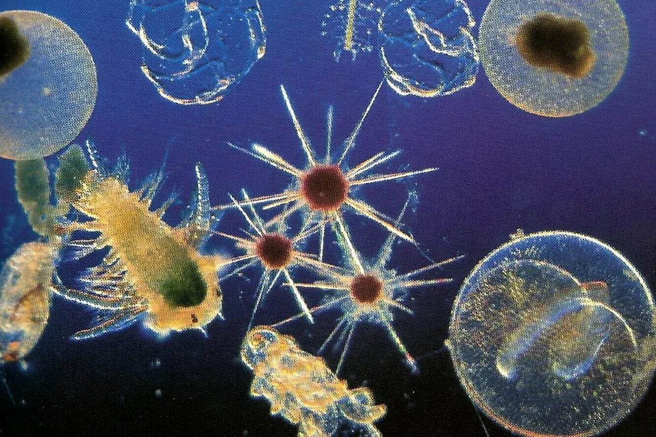 Планктон водоросли. Зоопланктон и фитопланктон. Фитопланктон нанопланктон зоопланктон. Циклоп зоопланктон. Зоопланктон одноклеточные.