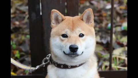 Собаки используют