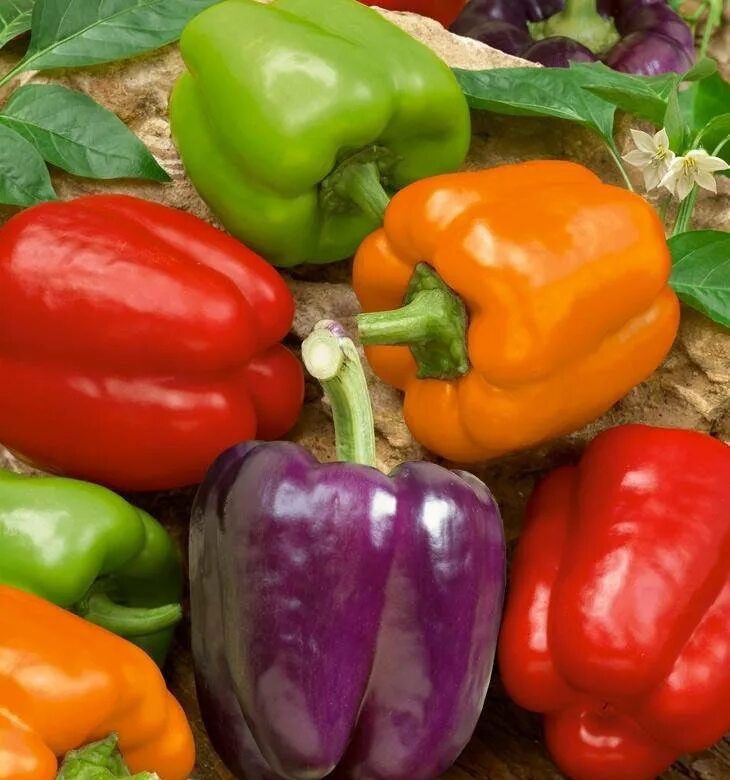 Перец сладкий мелкоплодный сорта. Перец сладкий здоровячок f1. Сладкий болгарский перец. Перец болгарский оранжевый. Сладкий болгарский перец.