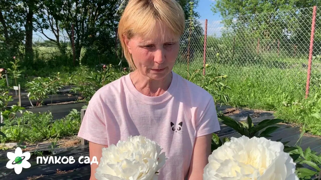Пулков сад пионы каталог. Пион ширли темпл. Пион мари джо легар. Пион гилберт бартело. Пион цитерия в саду.