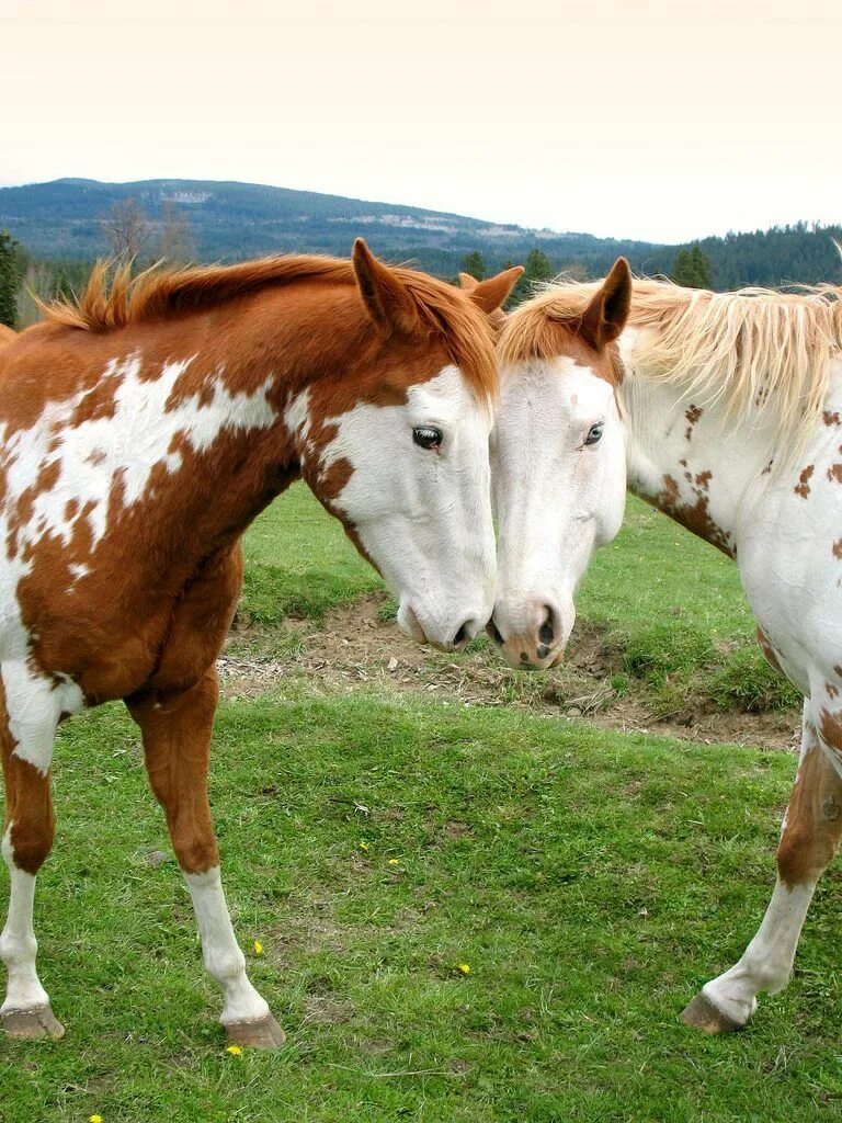 Видео про лошадок. Животные лошади. Любовь лошадей. Две лошади. Пегая лошадь.