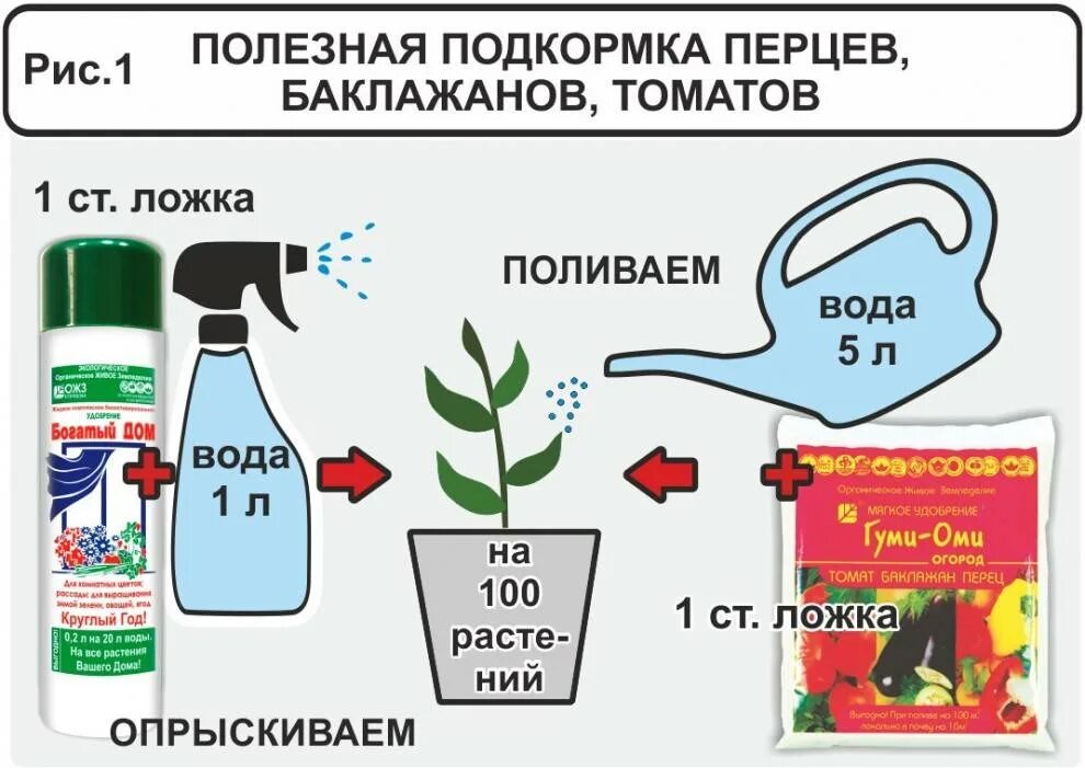 Схема удобрения рассады томатов. Схема подкормок рассады помидоров. Схема удобрения рассады перца. Схема подкормки тепличных томатов. Какое удобрение для рассады помидор