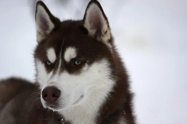 Хаски 250 4т 2024. Хаски пискунова. Виноватый хаски. Катерина пискунова микрохаски. Хаски пискунова.