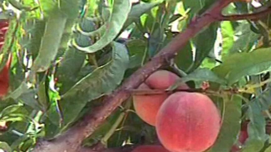 Долина персиков. Цветущий миндаль персик крым деревья. Долина персиков. Персиковые сады бахчисарай. Peach valley in china.