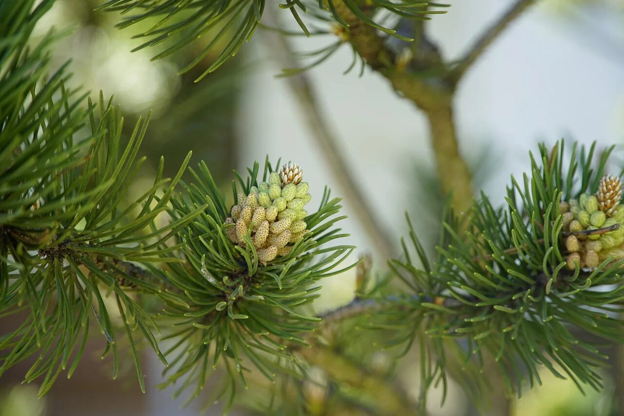 Pinus banksiana Wisconsin. Сосна ладанная. Канадская сосна. Сахарная сосна.