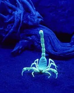 Scorpion night