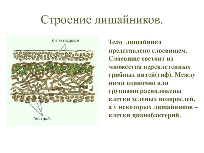 У некоторых грибов нити грибницы представляют собой. Строение слоевища лишайника. Внутренне строение лишайника. Строение лишайников клетки водоросли. Схема строения лишайника.
