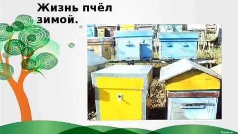 Место где пчелы зимуют 7