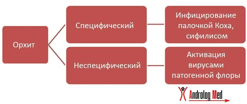 Орхит (воспаление яичка). Орхит клинические рекомендации. Воспаление яичка лечение антибиотиками