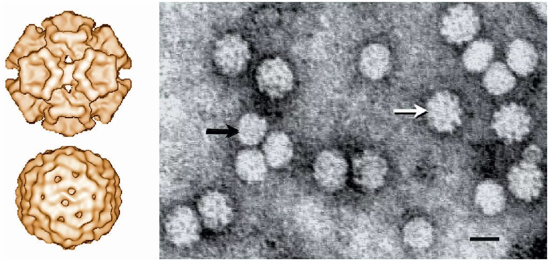 Вирусы семейства Circoviridae. Болезнь Ауески возбудитель. Возбудитель РРСС вирус.