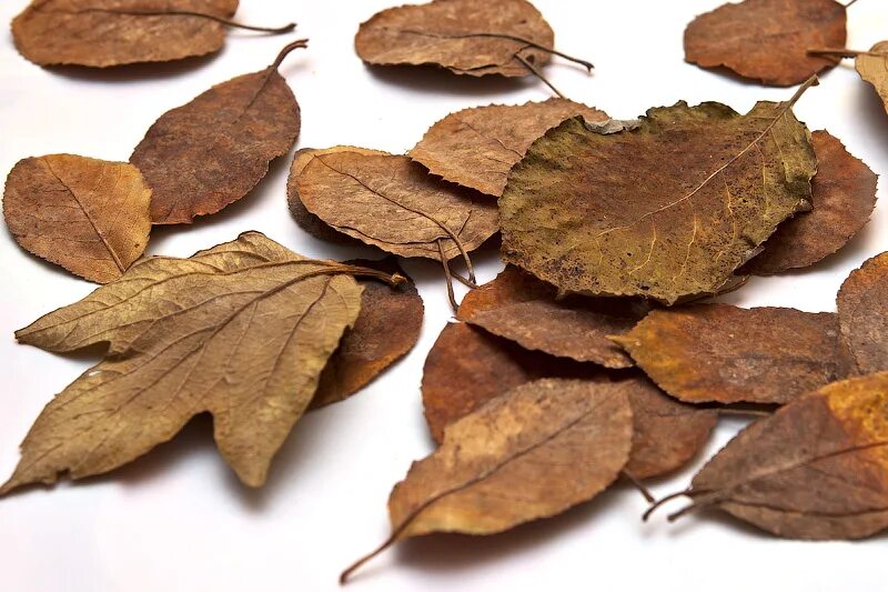 Красивые листья деревьев. Приклей листики на дерево. Скелетирование листьев. Рисунок зеленых листьев на деревянной стене. Украшения из листьев деревьев.