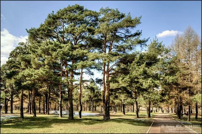 Парк сосенки в царицыно. Парк сосны киевское шоссе. Парк яковлевское наро-фоминский. Парк сосны яковлевское. Парк сосны новофедоровское поселение.