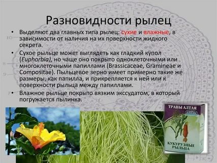 Функция рыльца