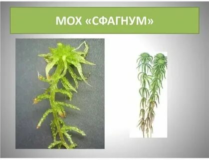 Изображение сфагнума