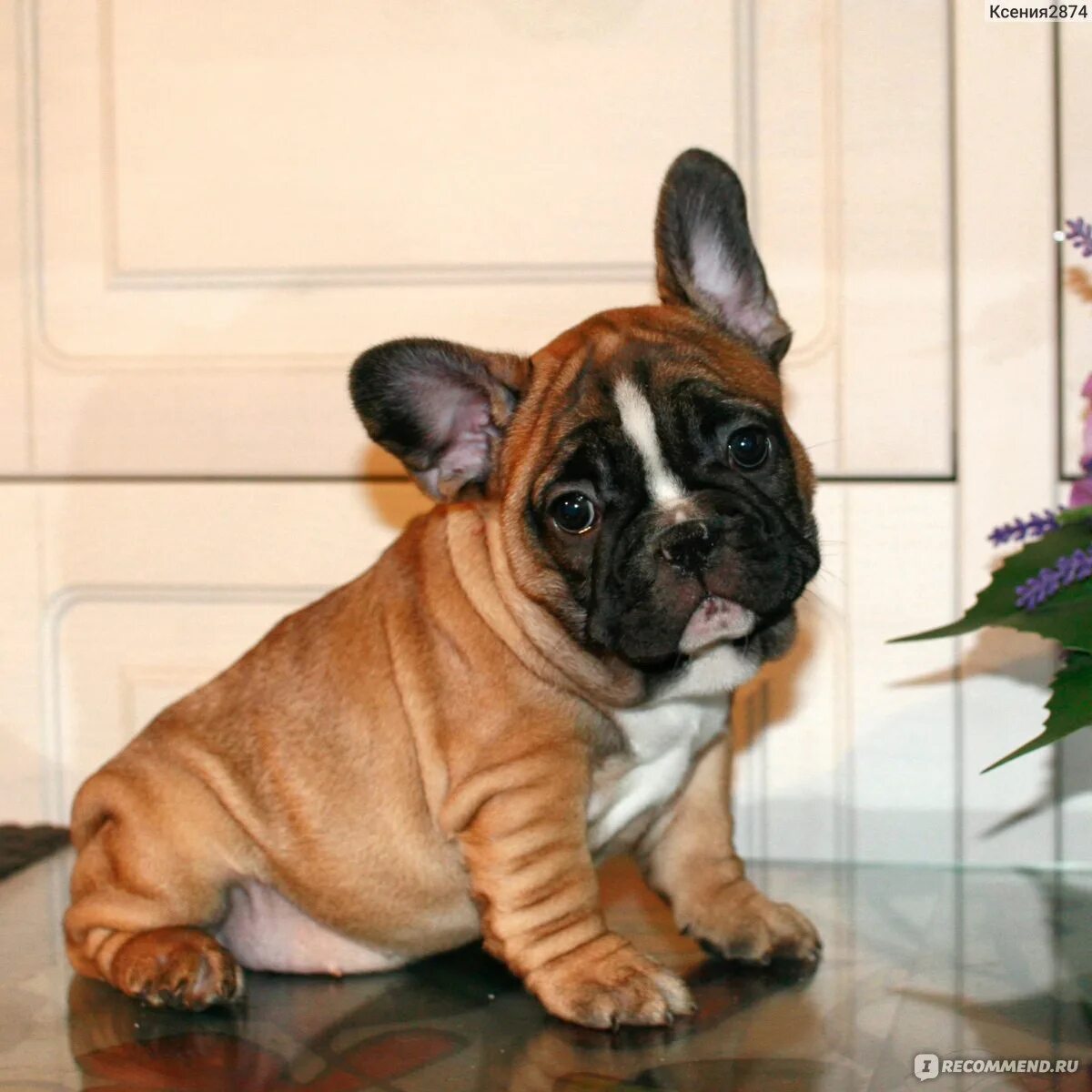 Французский бульдог 4 месяца. Французский бульдог 6 месяцев. Французский бульдог из приюта. 7 бульдогов. Французский бульдог белый взрослый.