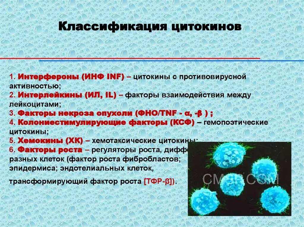 Антиген лейкоцит гамета условный раздражитель воспаление