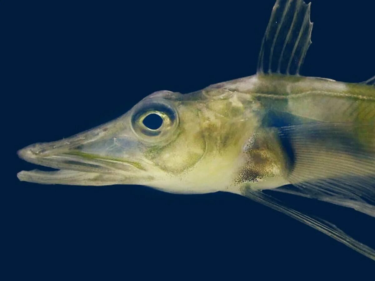 Рыбы антарктиды. Антарктический клыкач рыба. Рыбы антарктиды. Рыба крокодиловая белокровка. Дальневосточный клыкач рыба.