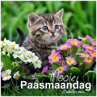 Котенок с цветами картинки