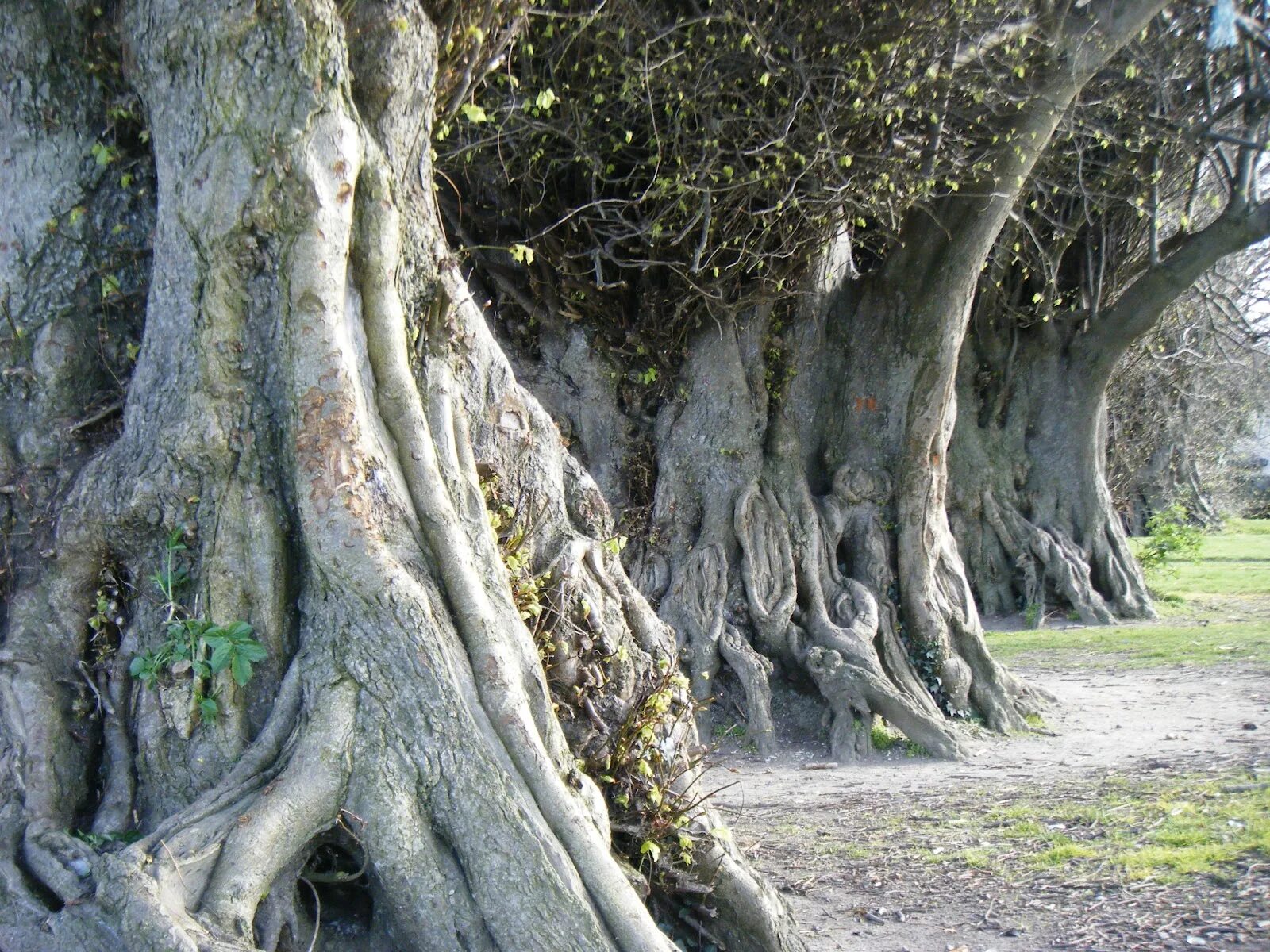 Old tree