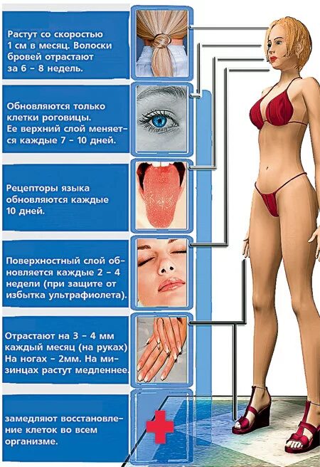 Обновление клеток в организме человека. Ритм обновления клеток организма человека. Клетки тела человека обновляются. Обновление клеток в организме человека сроки. Почему они периодически обновляются