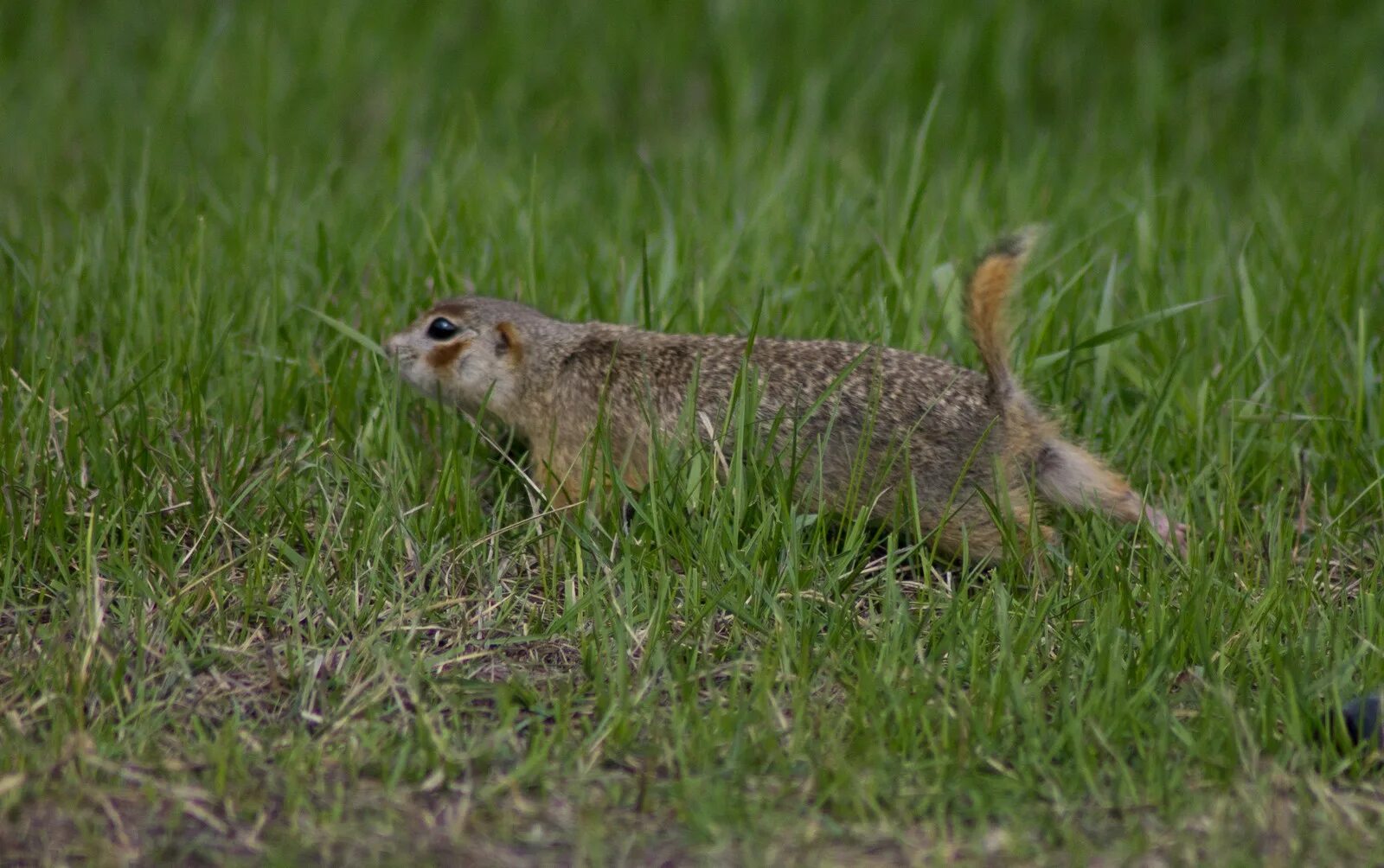 Суслик Краснощекий (Spermophilus erythrogenys). Citellus erythrogenys. Суслик Краснощекий Кузбасс. Суслик краснощекий