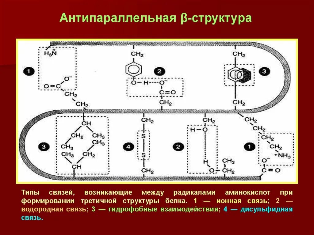 Связи стабилизирующие третичную структуру белка схема. Типы связей в третичной структуре белка. Типы связей при формировании третичной структуры белка. Вид взаимодействия третичной структуры белка. Третичную структуру белка стабилизируют