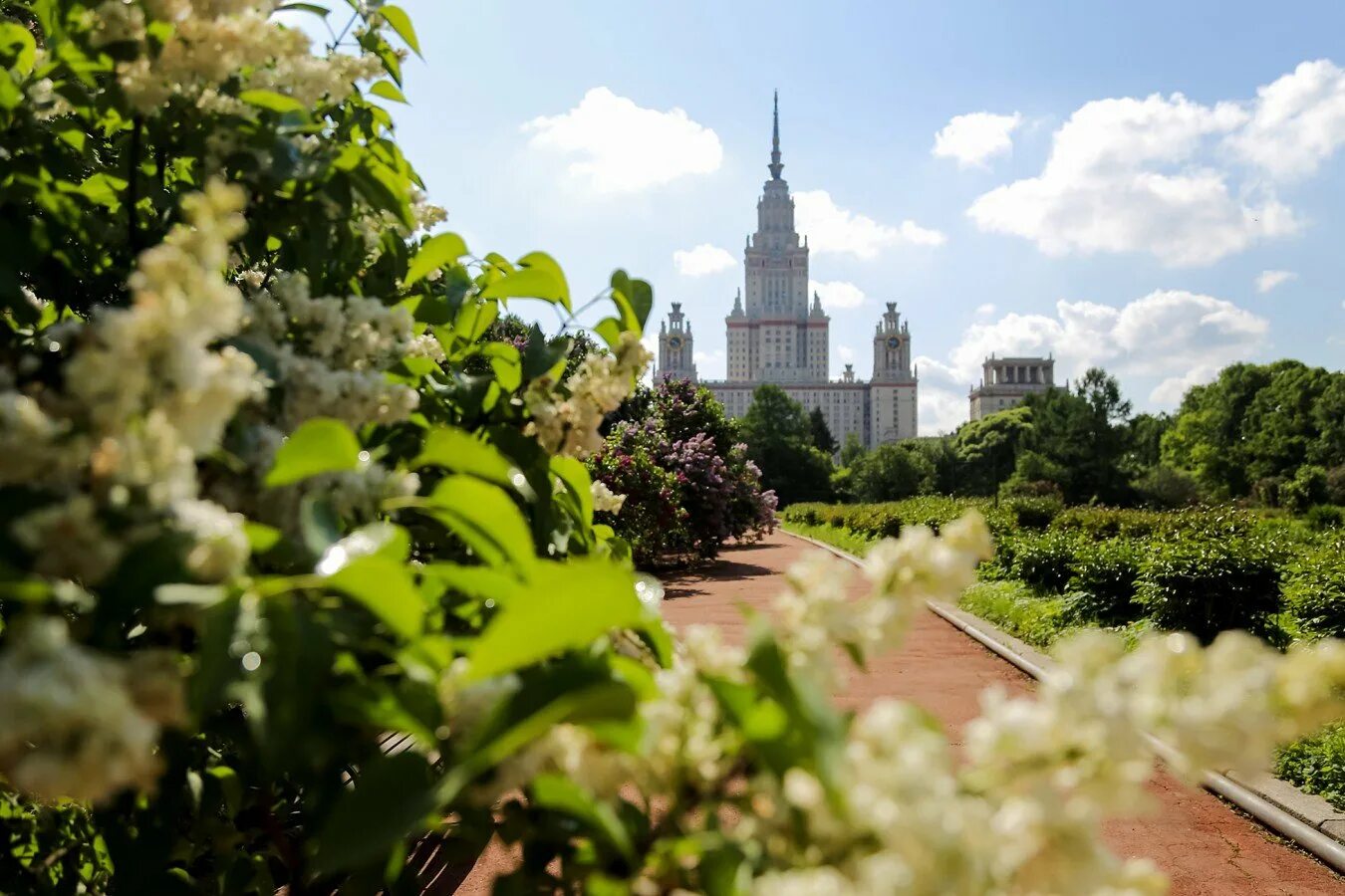 Саженцы мгу. Ботанический сад МГУ Москва. Ботанический сад биологического факультета МГУ. Воробьёвы горы Ботанический сад МГУ. Ботсад МГУ на Воробьевых горах.