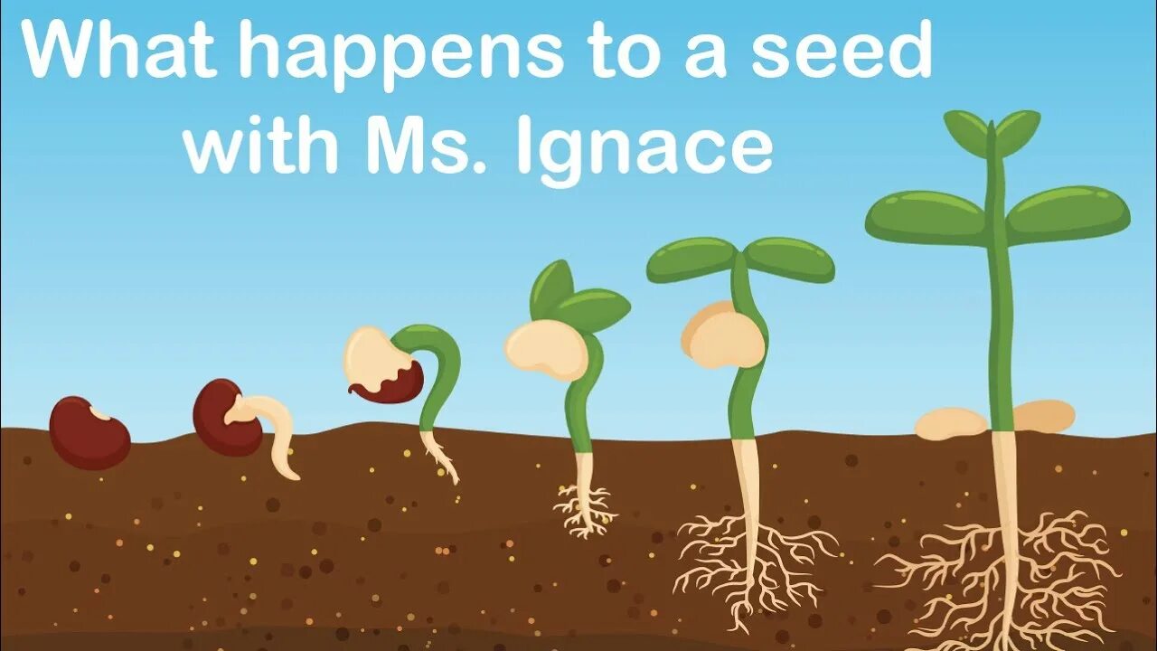 Grow stage