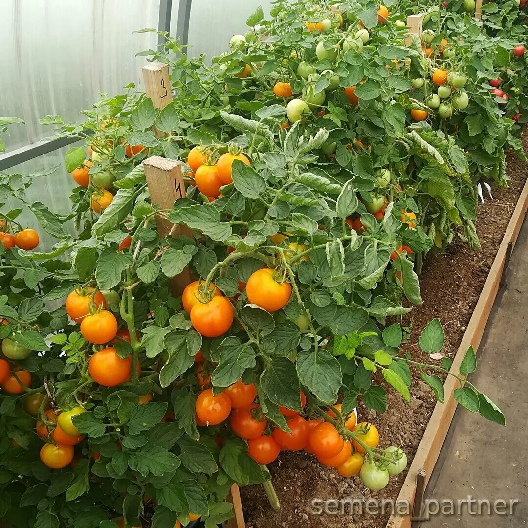 Томат черри земледелец f1. Томат земледелец f1 партнер. Томат оранжевый земледелец f1 отзывы. Томат черри земледелец. Томат земледелец f1.