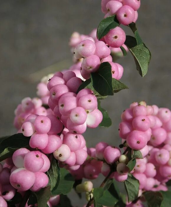 Снежноягодник белый (symphoricarpos albus) куст. Снежноягодник доренбоза magic berry. Снежноягодник(symphoricarpos) hancock. Снежноягодник съедобный. Симфорикарпус снежноягодник.