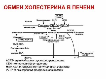 Образование холестерина в печени