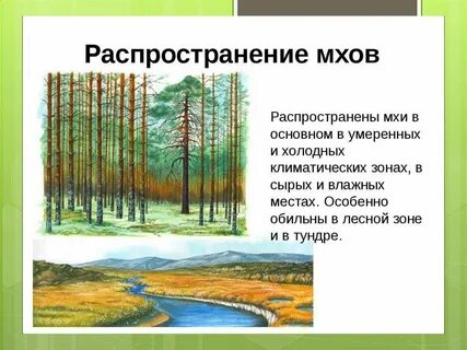Мхи распространены