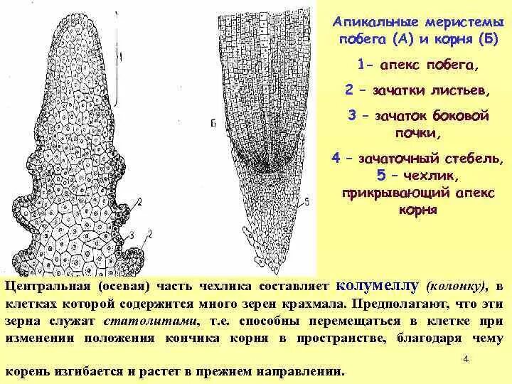 Зона нарастания. Апикальная меристема элодеи. Строение апикальной меристемы корня. Апикальная меристема побега. Меристема ткань растений строение.