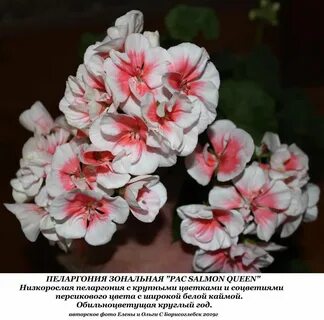 Пеларгония майя