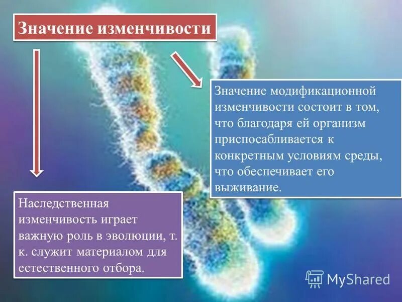 Наследственные значение для эволюции. Значение изменчивости. Значение модификационной изменчивости. Роль наследственной изменчивости в эволюции. Значение наследственной изменчивости.