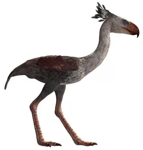 На рисунке изображена реконструкция фороракоса крупной. Древняя птица фороракос. Фороракос (птица- террорист). Титанис Уоллера птица. Ужасная птица фороракос.