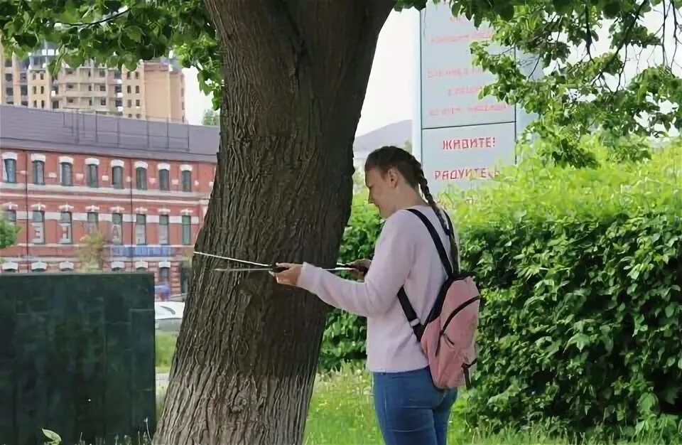 743 пп зеленые насаждения. Зеленые насаждения в туле. инвентаризация зеленых насаждений. инвентаризация зеленых насаждений в санкт петербурге. основание для проведения инвентаризации зелёных насаждений.