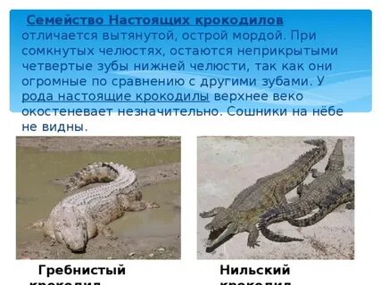 Сообщение о гребнистом крокодиле 4 класс