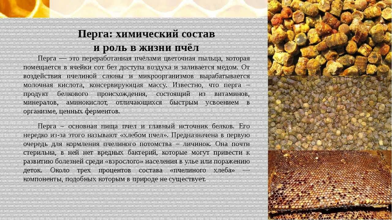 Пчелиные продукты перга. Хлеб перга пчелиный состав. Пыльца и перга пчелиная полезные. Перга от пчел. Пыльца польза и вред