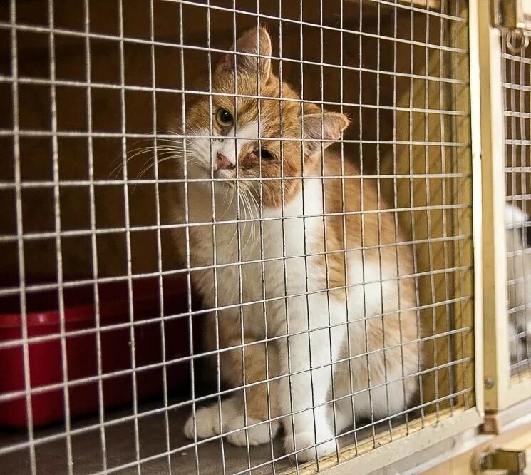 Приют для кошек в санкт петербурге взять. Приют котик, химки. Приют для кошек в санкт петербурге взять. Приют бублик муркоша. Приют питер котята.