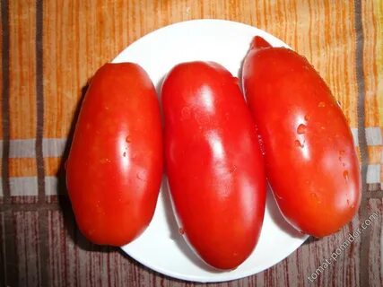 Томат коралловый отзывы