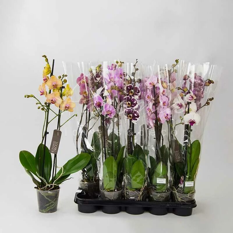 Bohemian orchids