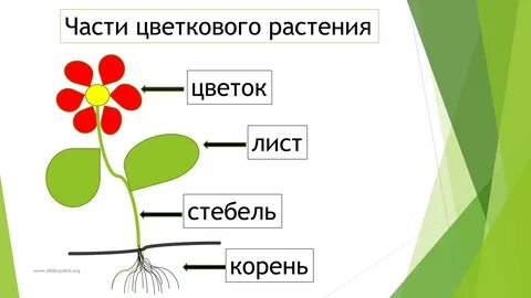 Строение цветка для детей